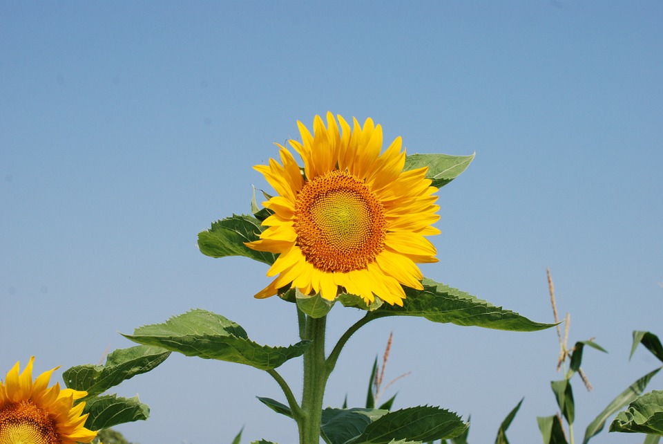 sunflower-888189_960_720